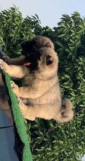 1-3 months Male Purebred Caucasian Shepherd