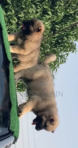 1-3 months Female Purebred Caucasian Shepherd