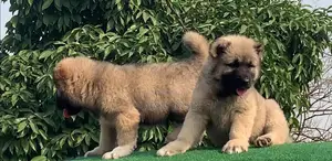 1-3 months Male Purebred Caucasian Shepherd