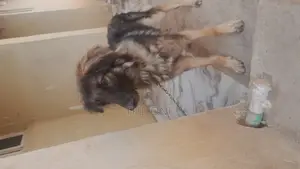 1+ year Female Purebred German Shepherd
