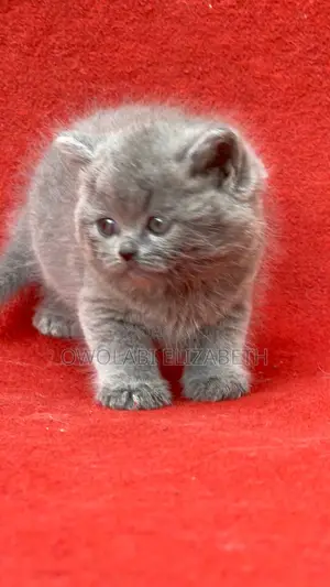 1-3 months Female Purebred British Shorthair
