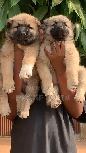 1-3 months Male Purebred Caucasian Shepherd