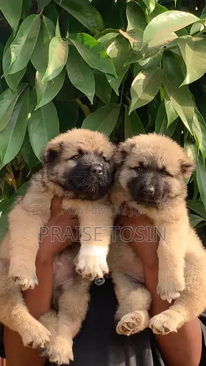 1-3 months Female Purebred Caucasian Shepherd
