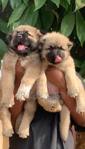 1-3 months Female Purebred Caucasian Shepherd