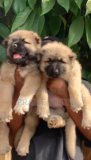 1-3 months Female Purebred Caucasian Shepherd