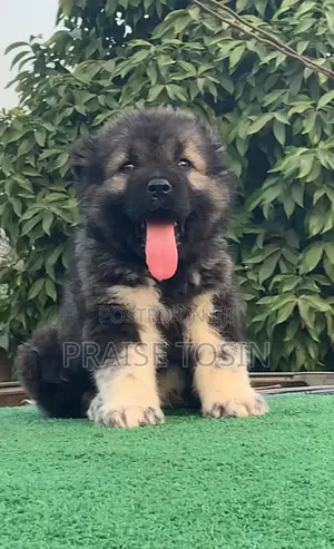 1-3 months Male Purebred Caucasian Shepherd