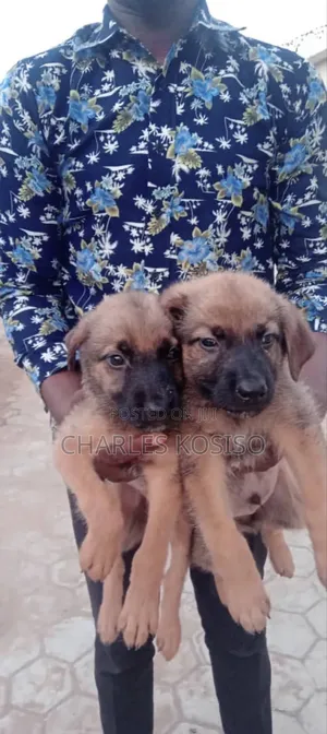 1-3 months Male Purebred German Shepherd