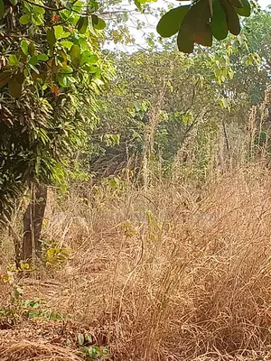 8 Plots of Land for Sale