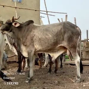 Photo - Big Male Cow / Cattle (Bull) for Sale