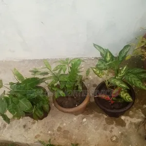 Indoor Plants for Air Purifier and Decor