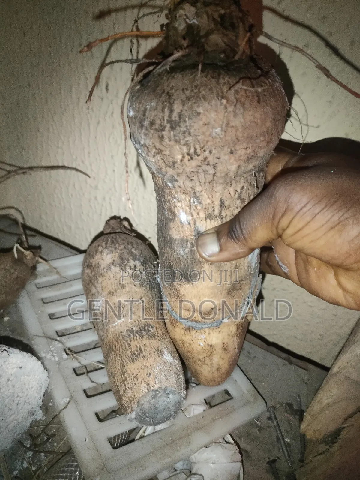 Treated Seed Yams