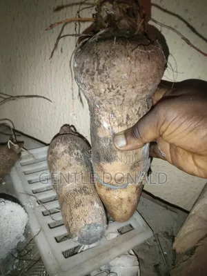 Treated Seed Yams