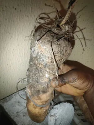 Treated Seed Yams