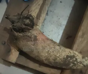 Treated Seed Yams