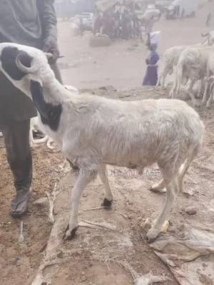 Medium Sized Ram