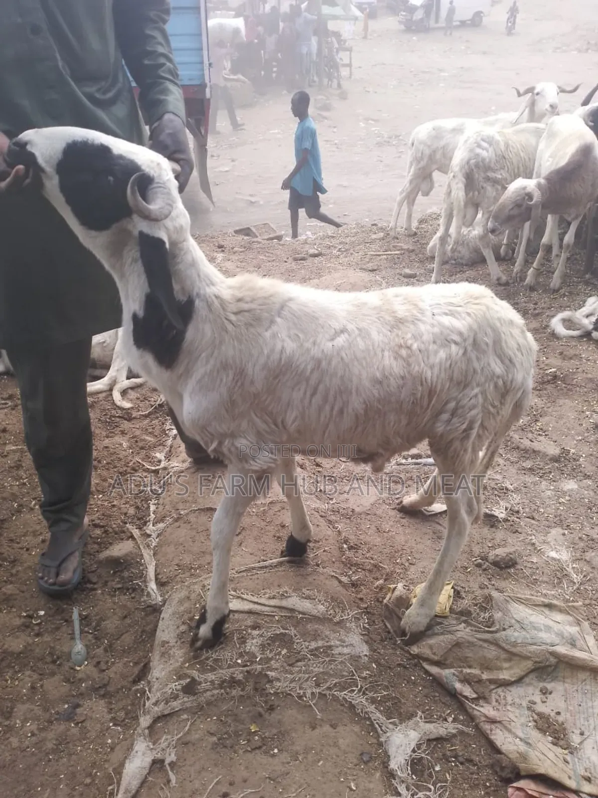 Medium Sized Ram
