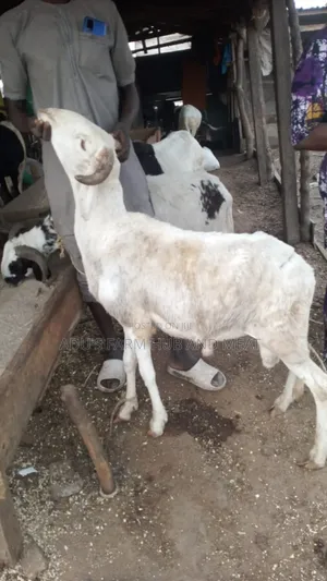 Healthy Ram