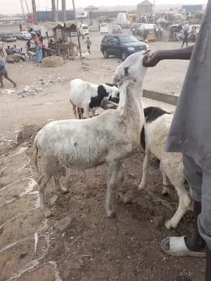 Healthy Ram