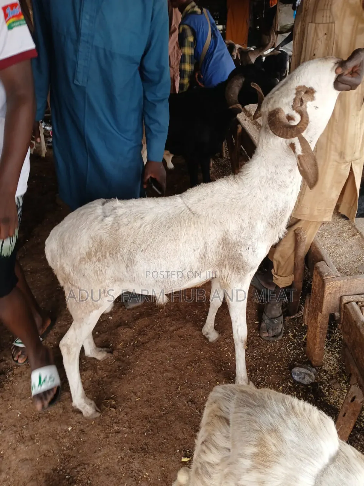 Healthy Ram