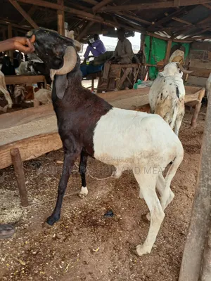 Big and Healthy Ram