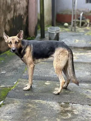 1+ year Male Purebred German Shepherd