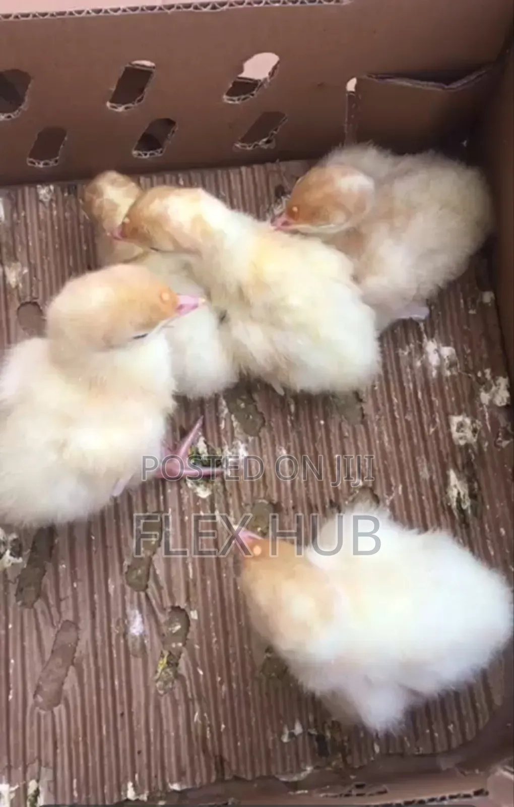 Day Old Foreign Turkey