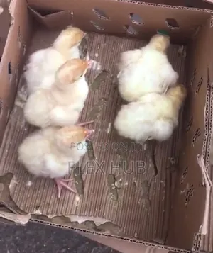 Day Old Foreign Turkey