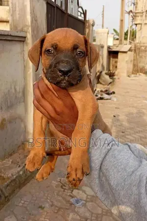 1-3 months Male Purebred Boerboel
