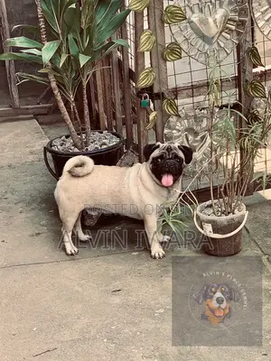 Photo - 1+ year Male Purebred Pug