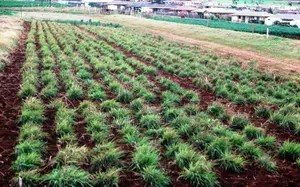 One Plot for Sale at Ogbeke Nike Enugu
