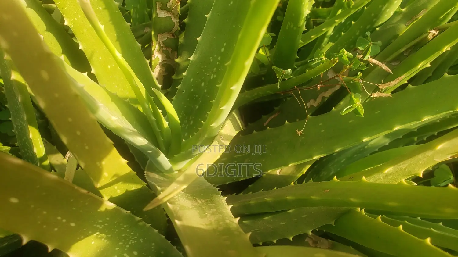 Aleo Vera Plant