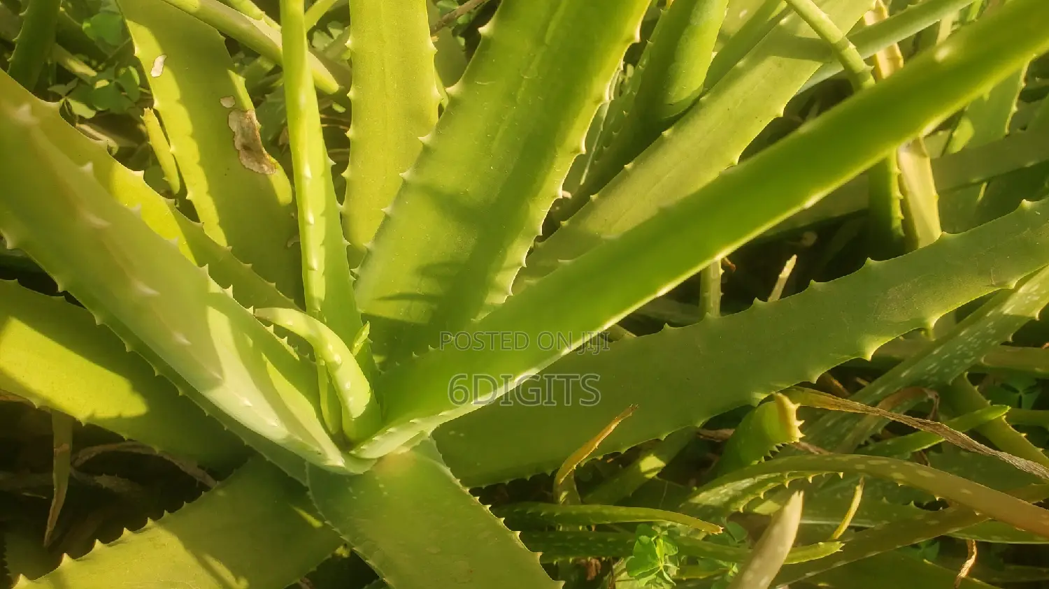 Aleo Vera Plant