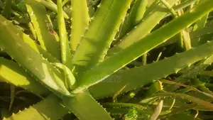 Aleo Vera Plant