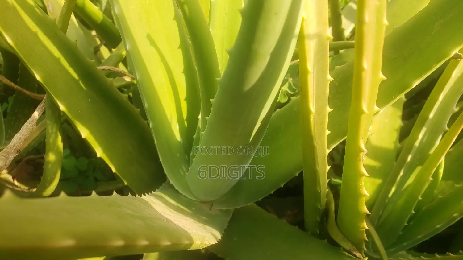 Aleo Vera Plant