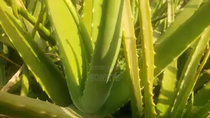Aleo Vera Plant