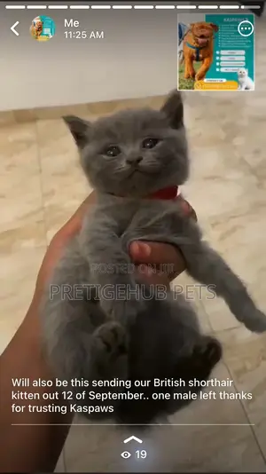 1-3 months Female Purebred British Shorthair