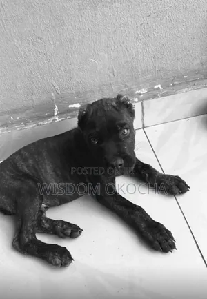 1-3 months Male Purebred Cane Corso