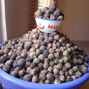 Gorontula Fruits/Seeds