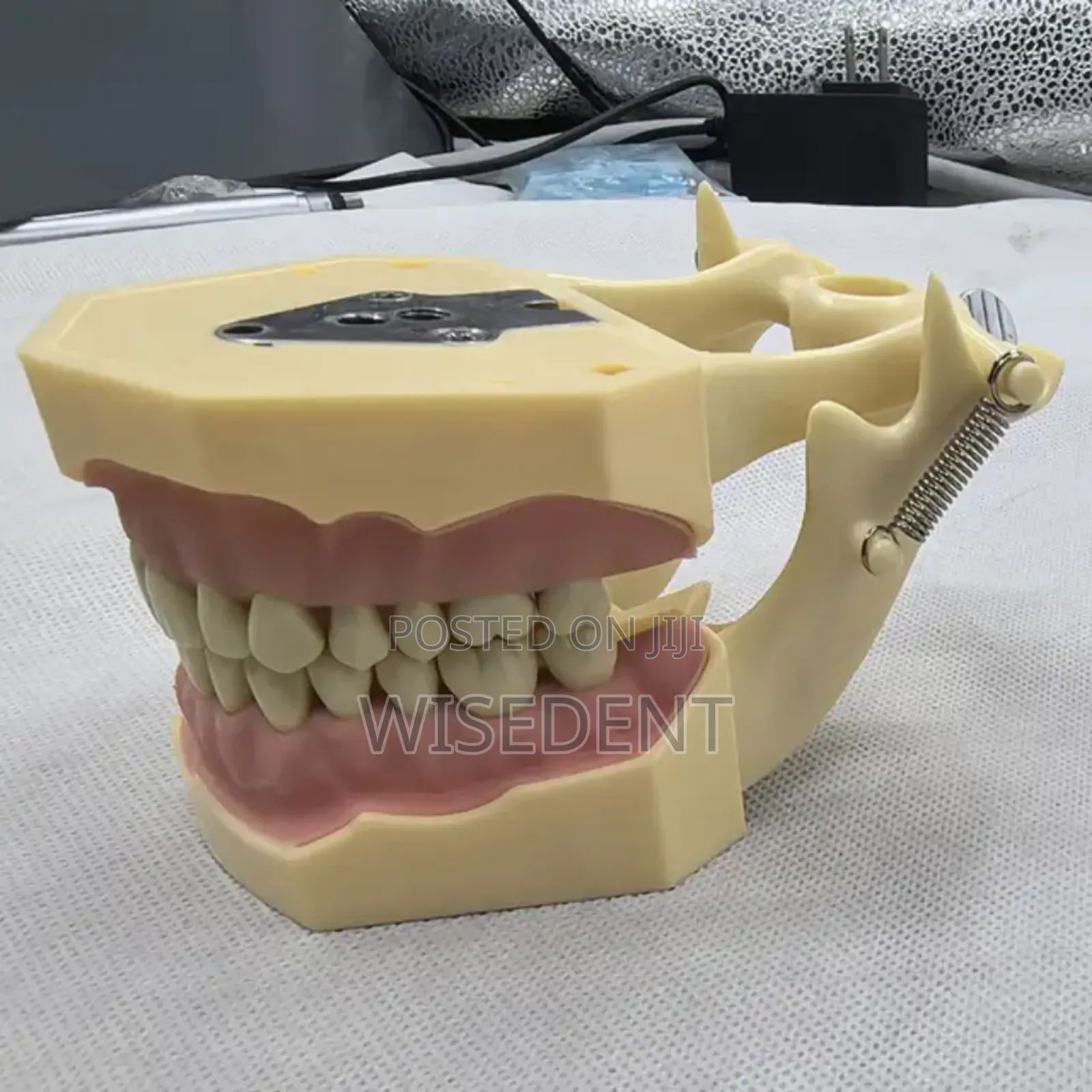 Dental Jaw Model