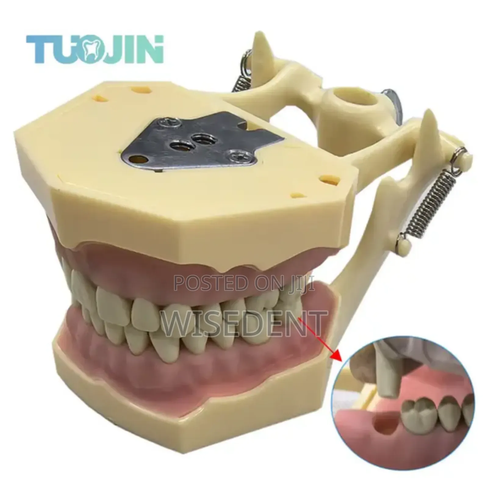 Dental Jaw Model
