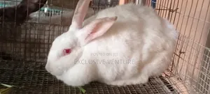 Pregnant Rabbits