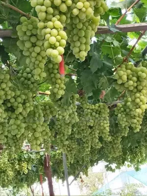 Grapevine Seedlings