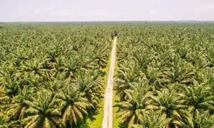 Palm Tree Farm Land