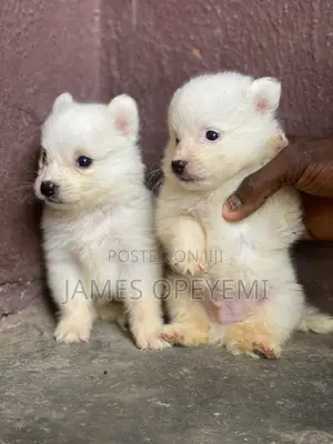 1-3 months Male Purebred American Eskimo