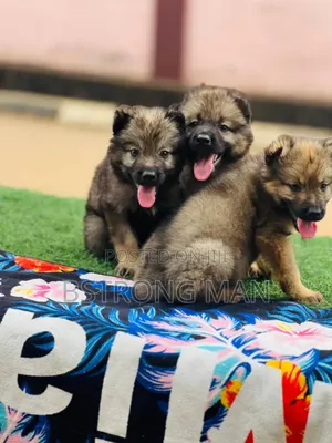 1-3 months Female Purebred Caucasian Shepherd