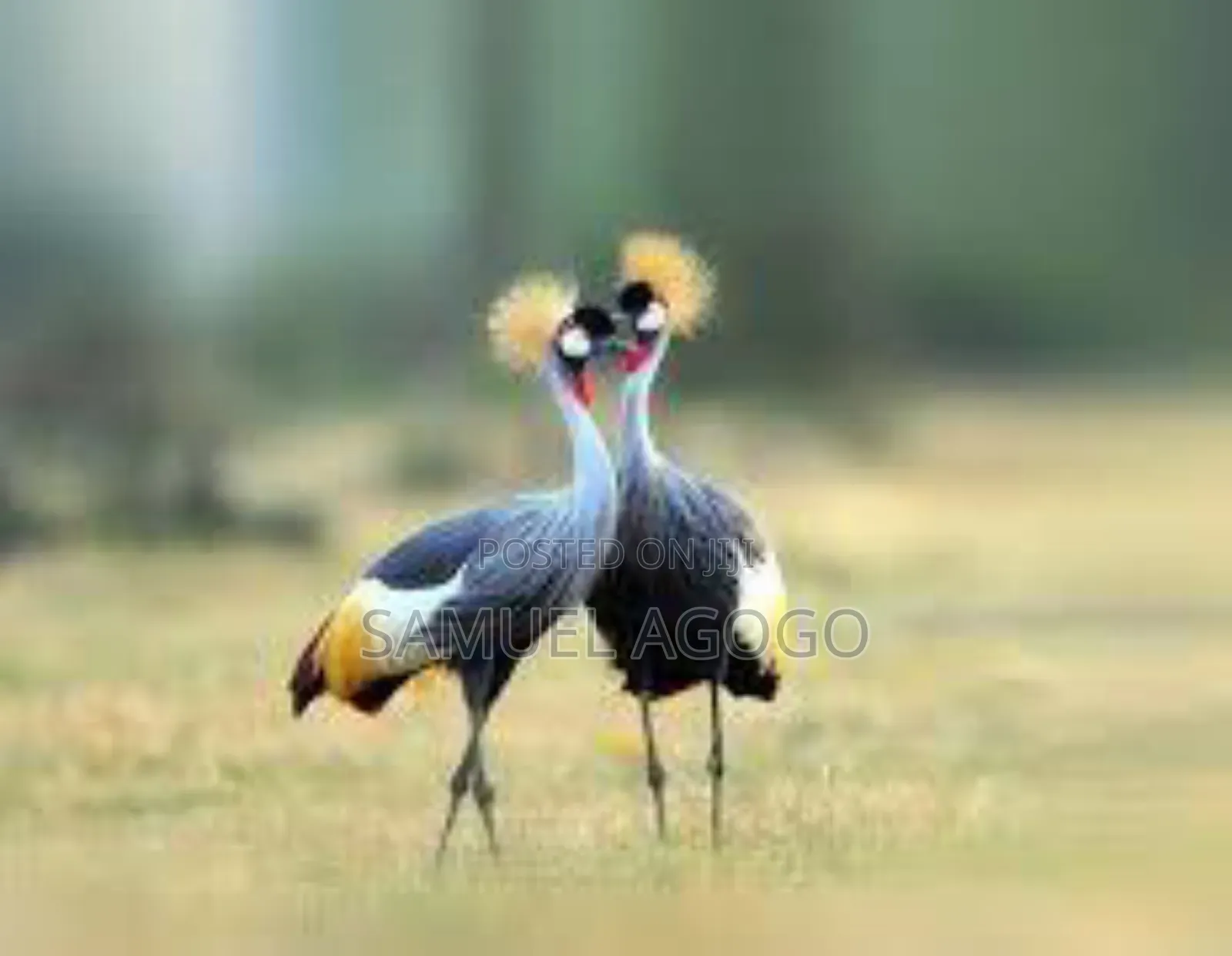 Grey Crown Crested Bird
