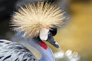 Grey Crown Crested Bird