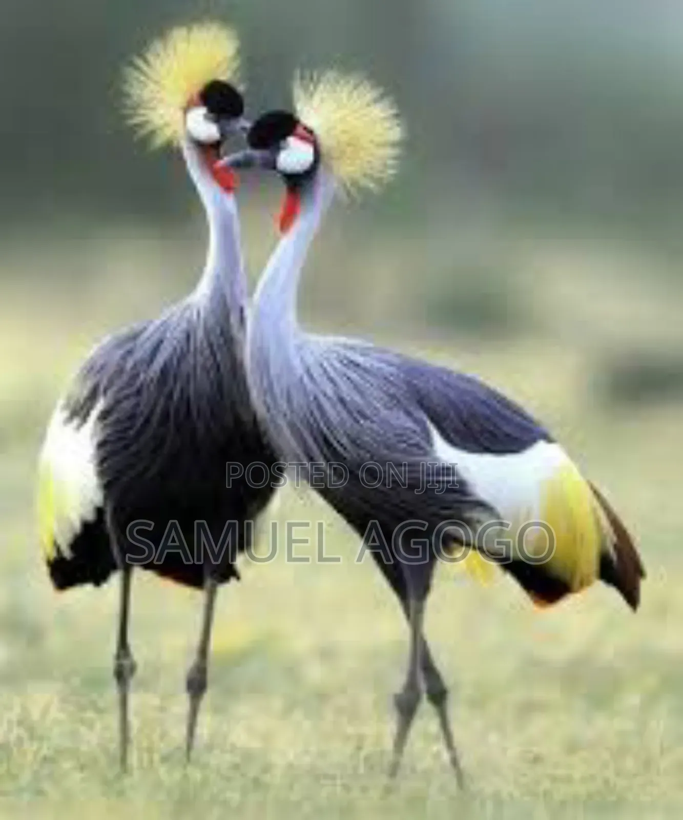 Grey Crown Crested Bird