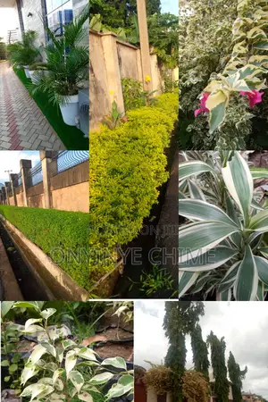 We Plant Flowers, Orchard and Plantation