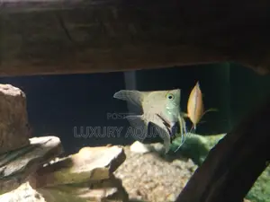 Natural Planted Aquarium